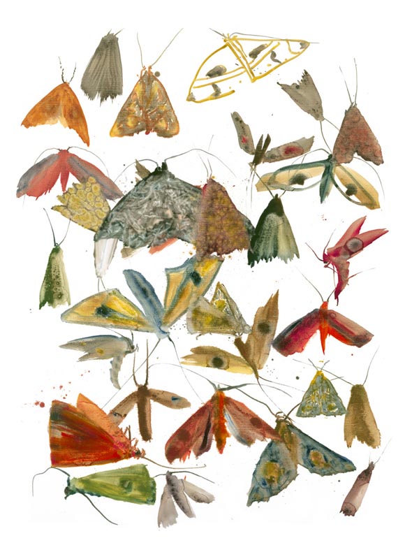 Moths 2